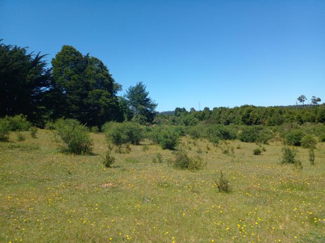 Loteo Chiloé · 10 parcelas de 5.000 m² entre Ancud y Castro · Chiloé · en venta