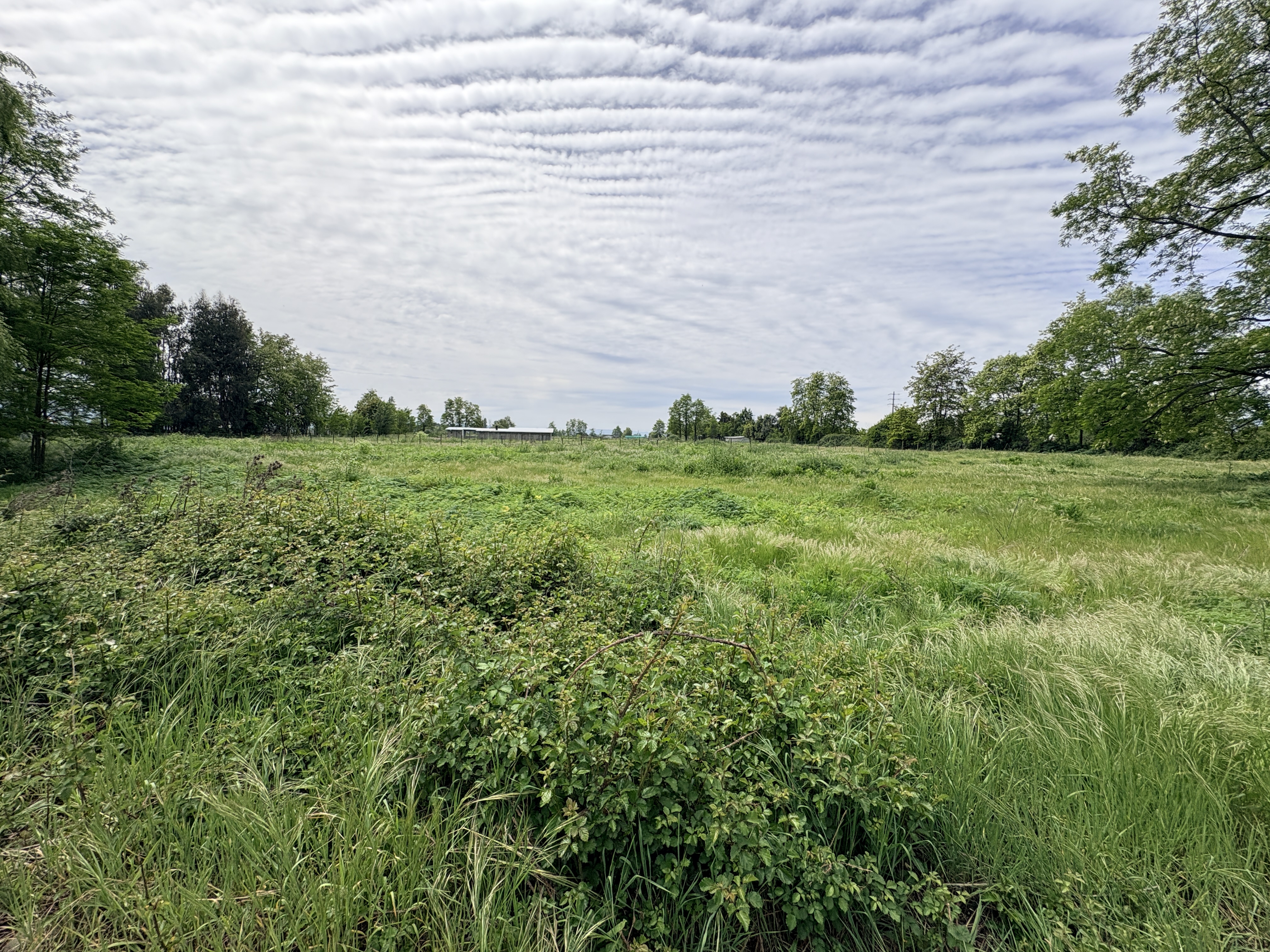 Terreno 5.644 m² · Teno · Sin Contribuciones · $50M